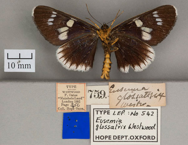 /filer/webapps/moths/media/images/G/glossatrix_Eusemia_HT_OUMNHb.jpg