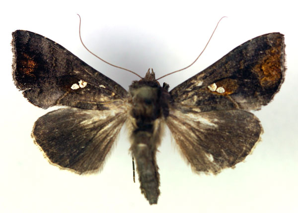 /filer/webapps/moths/media/images/G/glyceia_Trichoplusia_AF_RMCA.jpg