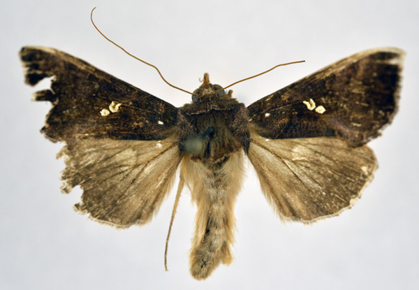 /filer/webapps/moths/media/images/G/glyceia_Trichoplusia_AM_NHMO.jpg