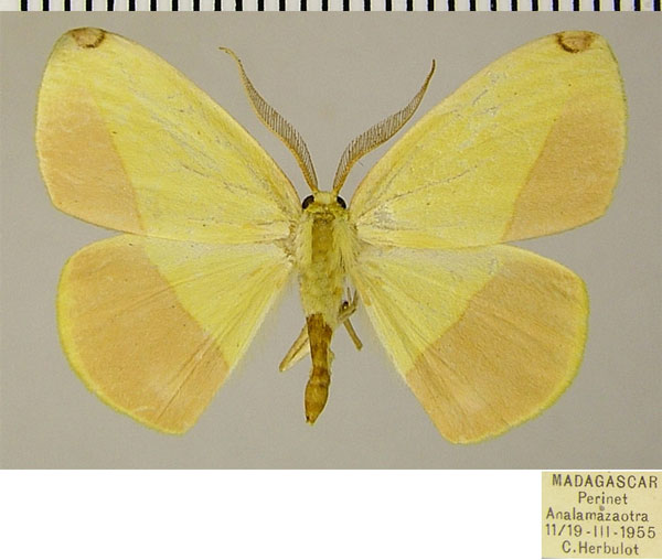 /filer/webapps/moths/media/images/G/glycera_Epigynopteryx_AM_ZSMa.jpg