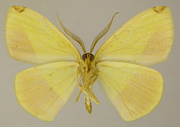 /filer/webapps/moths/media/images/G/glycera_Epigynopteryx_AM_ZSMb.jpg