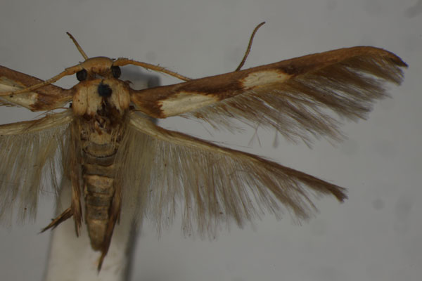 /filer/webapps/moths/media/images/G/glyceropa_Stathmopoda_HT_BMNH.jpg