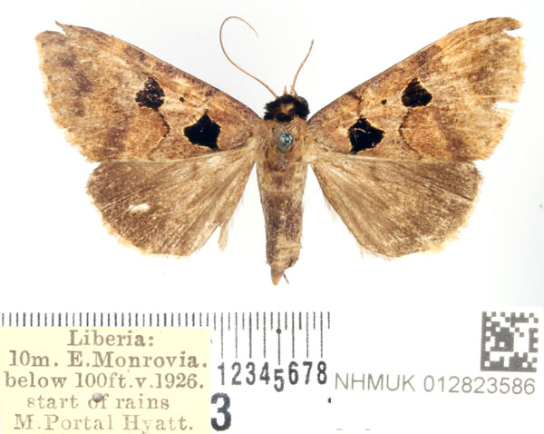 /filer/webapps/moths/media/images/G/glyphica_Anoba_AF_BMNH.jpg