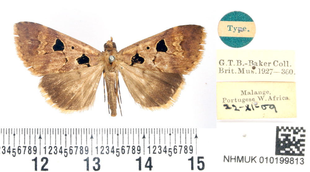 /filer/webapps/moths/media/images/G/glyphica_Baniana_HT_BMNH.jpg