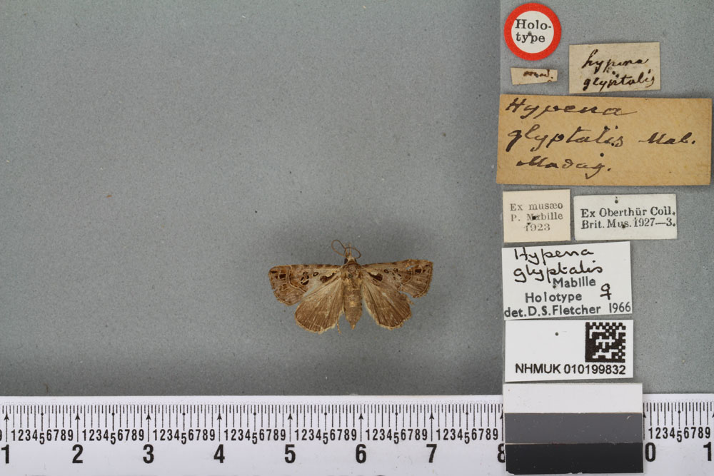 /filer/webapps/moths/media/images/G/glyptalis_Hypena_HT_BMNHa.jpg