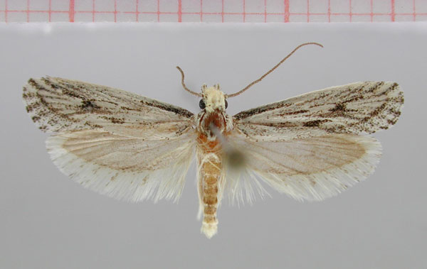 /filer/webapps/moths/media/images/G/gnathosella_Scalmatica_HT_NMNW.jpg