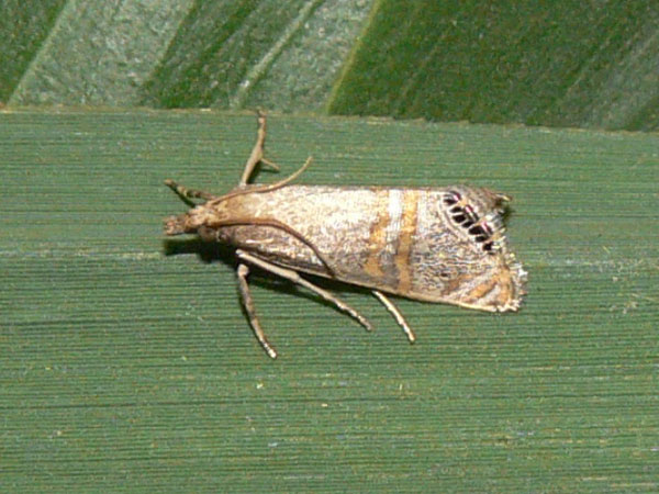 /filer/webapps/moths/media/images/G/gnathosellus_Euchromius_A_Goff_02.jpg