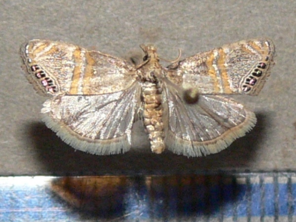 /filer/webapps/moths/media/images/G/gnathosellus_Euchromius_A_Goff_02_48MkBXp.jpg