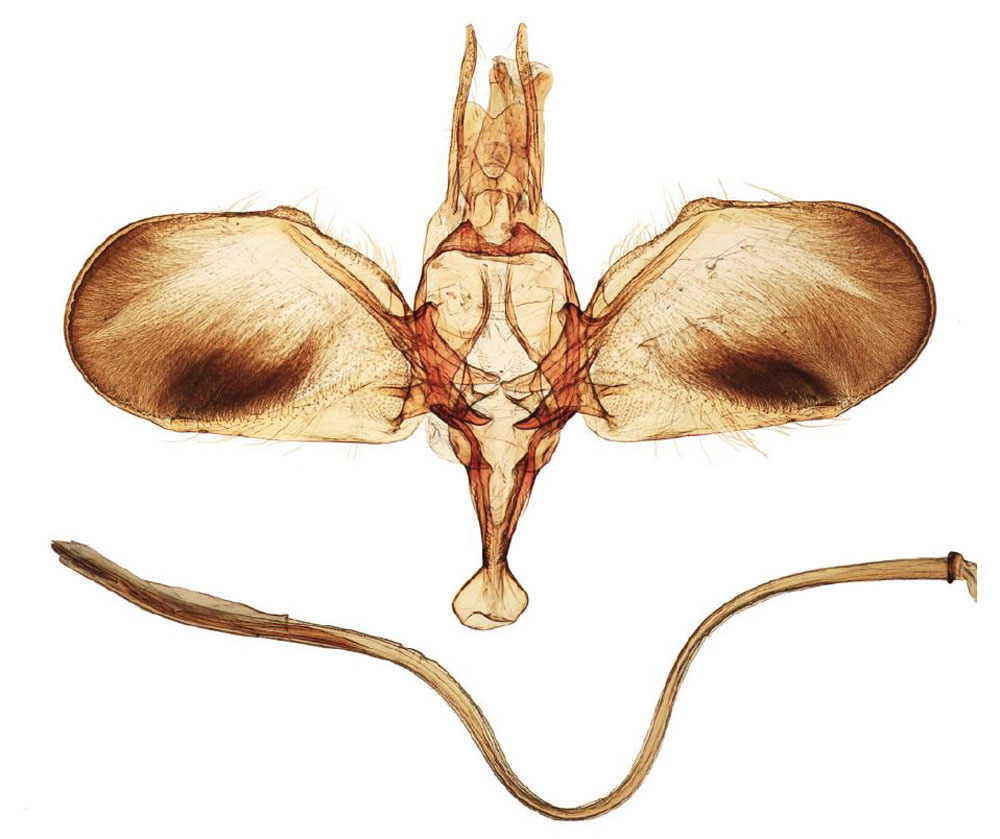 /filer/webapps/moths/media/images/G/gnophera_Yponomeuta_GMHT_BMNH_34191.jpg
