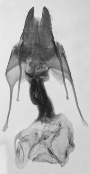 /filer/webapps/moths/media/images/G/gnosia_Sciomesa_GFPT_MNHN_218.jpg