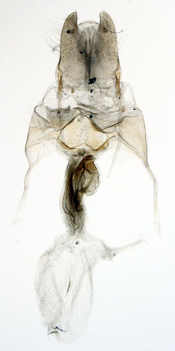 /filer/webapps/moths/media/images/G/gnosia_Sciomesa_GFPT_MNHN_MP4.jpg