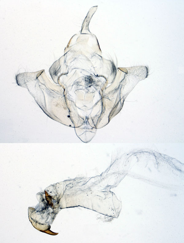 /filer/webapps/moths/media/images/G/gnosia_Sciomesa_GMHT_MNHN_MP3.jpg