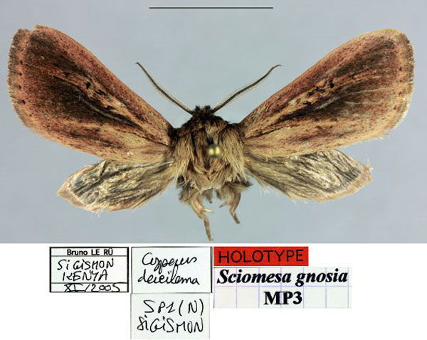 /filer/webapps/moths/media/images/G/gnosia_Sciomesa_HT_MNHN.jpg