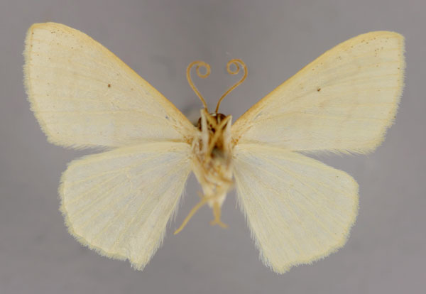 /filer/webapps/moths/media/images/G/gnou_Scopula_HT_ZSM_02.jpg