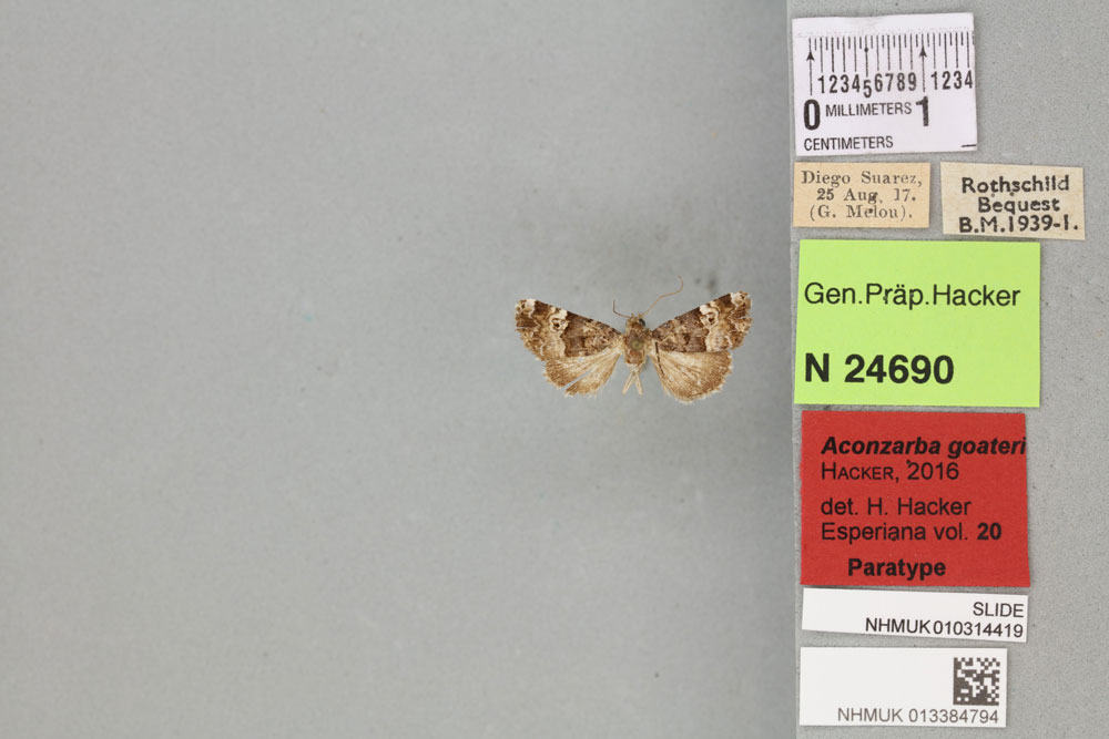 /filer/webapps/moths/media/images/G/goateri_Aconzarba_PTM_BMNH_02a.jpg