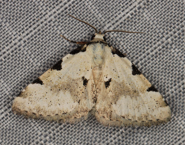 /filer/webapps/moths/media/images/G/goateri_Tegiapa_AM_Heyns_1.jpg