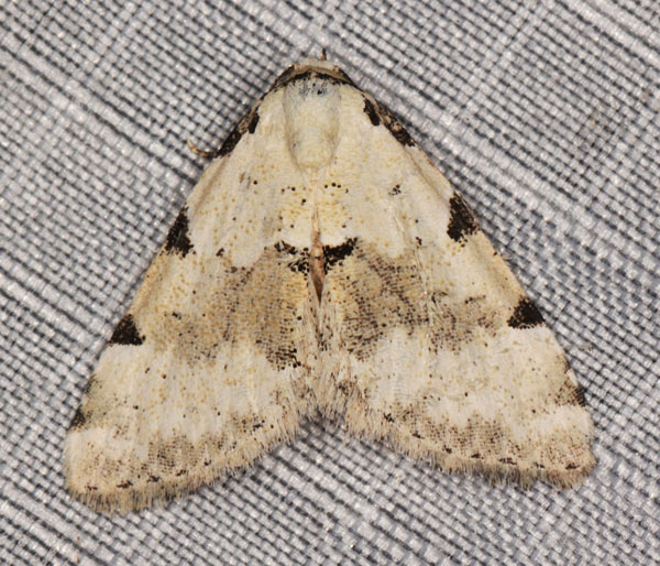 /filer/webapps/moths/media/images/G/goateri_Tegiapa_AM_Heyns_2.jpg