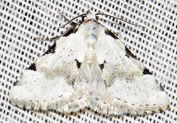 /filer/webapps/moths/media/images/G/goateri_Tegiapa_A_Braun_04.jpg