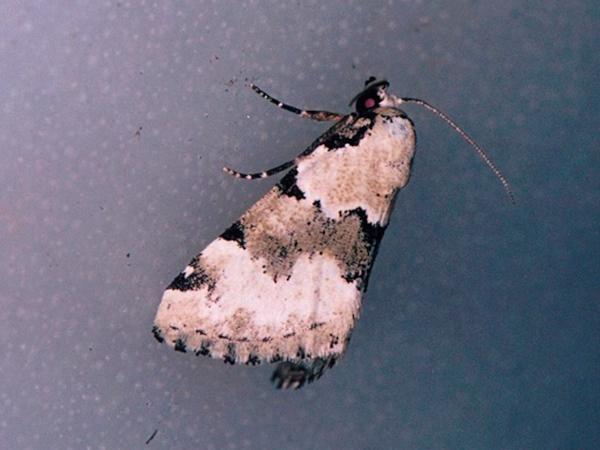 /filer/webapps/moths/media/images/G/goateri_Tegiapa_A_Roland.jpg