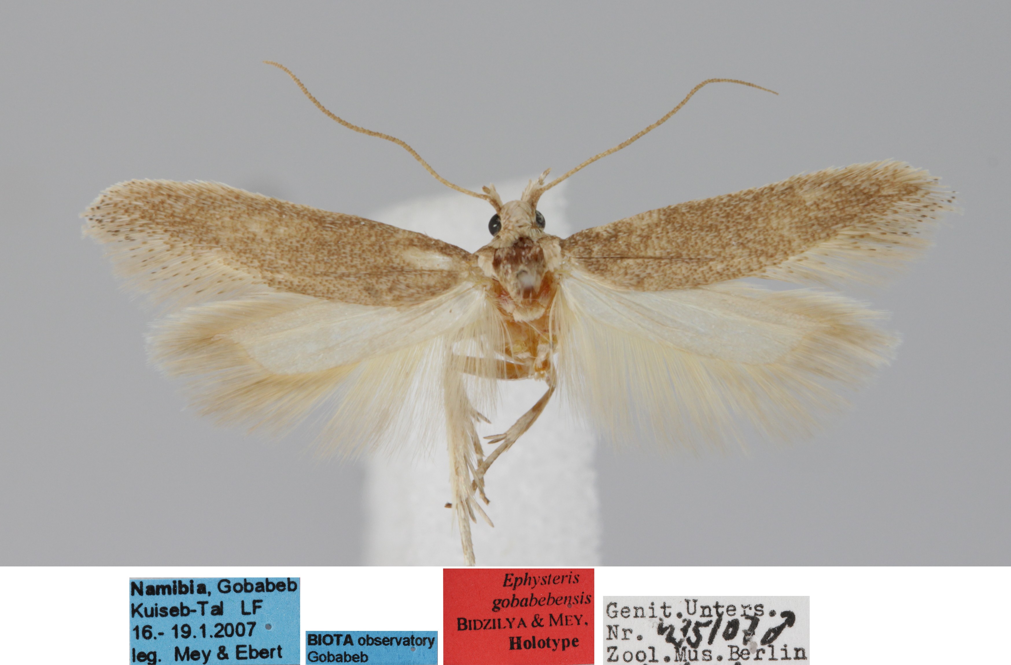 /filer/webapps/moths/media/images/G/gobabebensis_Ephysteris_MHT_MfN.jpg