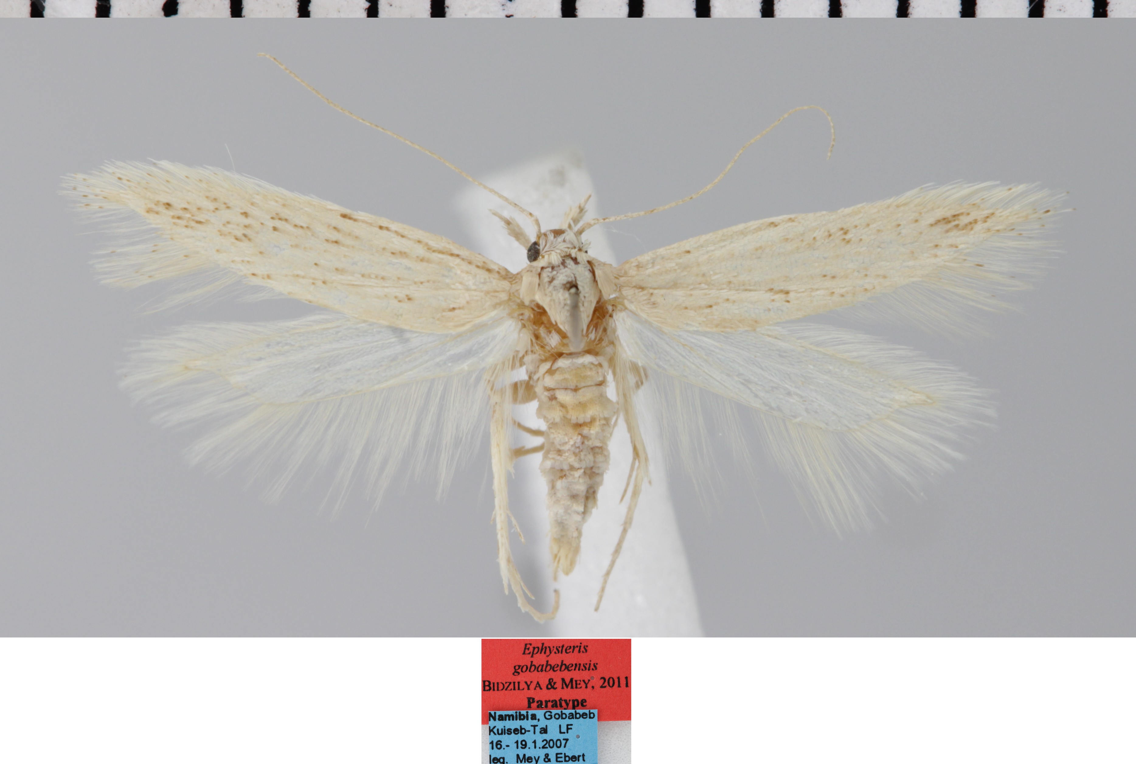 /filer/webapps/moths/media/images/G/gobabebensis_Ephysteris_MPT_MfN.jpg