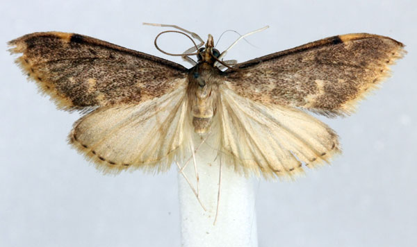 /filer/webapps/moths/media/images/G/gobini_Anania_AM_Agassiz.jpg