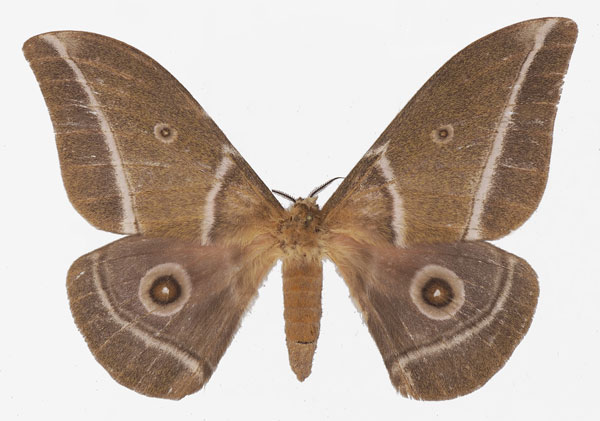 /filer/webapps/moths/media/images/G/godarti_Gonimbrasia_AF_Basquina.jpg