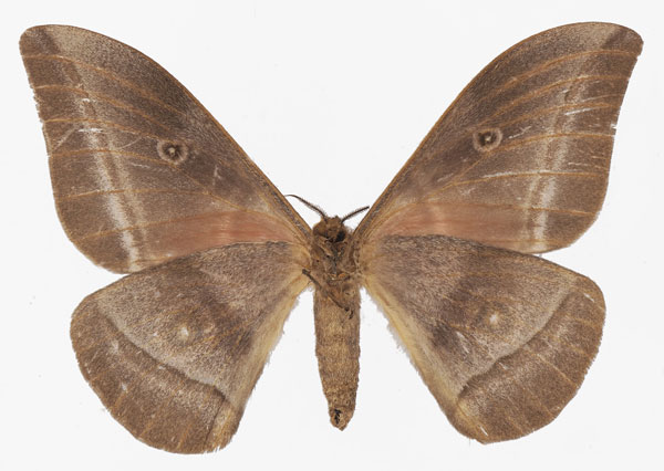 /filer/webapps/moths/media/images/G/godarti_Gonimbrasia_AF_Basquinb.jpg
