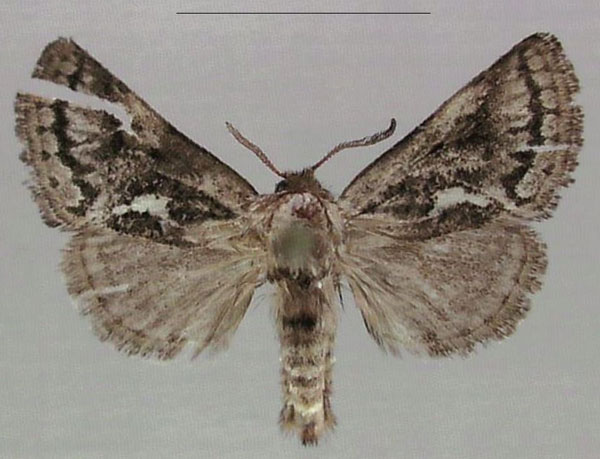 /filer/webapps/moths/media/images/G/goellnerae_Arbelodes_HT_MfN.jpg