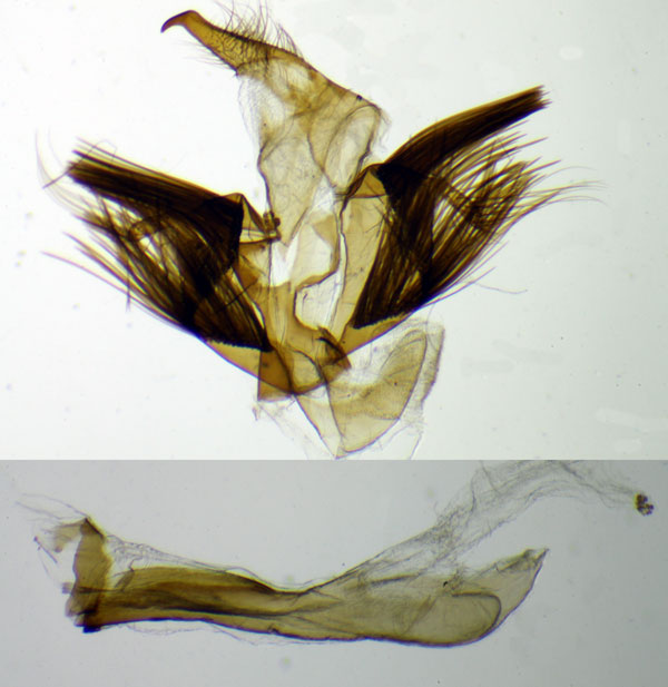 /filer/webapps/moths/media/images/G/gola_Hippurarctia_HTGM_ZSM.jpg