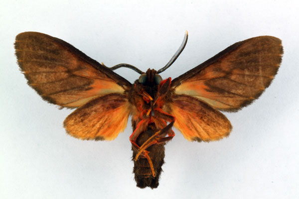 /filer/webapps/moths/media/images/G/gola_Hippurarctia_HT_ZSM_02.jpg