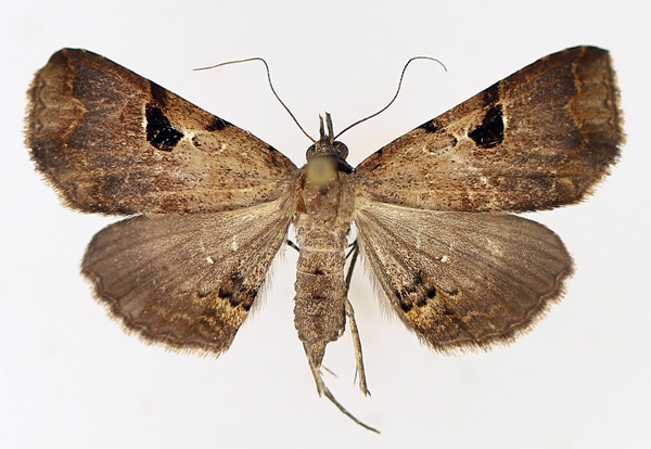 /filer/webapps/moths/media/images/G/goleta_Rhesala_AF_TMSA_01.jpg