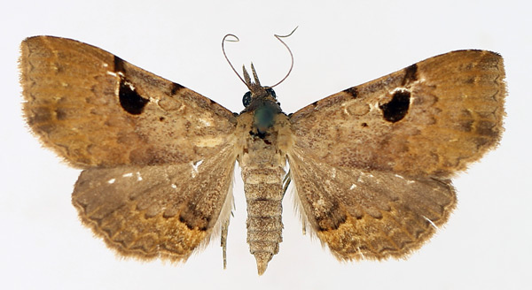 /filer/webapps/moths/media/images/G/goleta_Rhesala_AF_TMSA_02.jpg