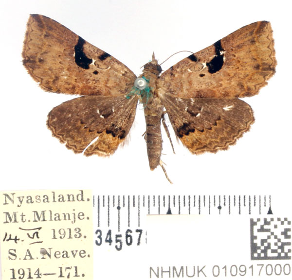 /filer/webapps/moths/media/images/G/goleta_Rhesala_AM_BMNH_02.jpg