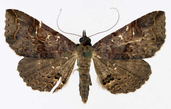 /filer/webapps/moths/media/images/G/goleta_Rhesala_AM_TMSA_01.jpg