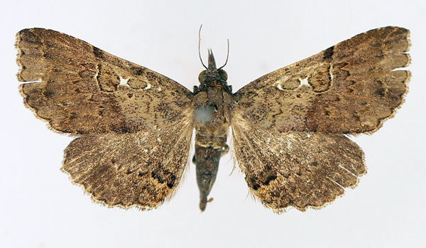 /filer/webapps/moths/media/images/G/goleta_Rhesala_AM_TMSA_02.jpg