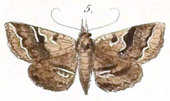 /filer/webapps/moths/media/images/G/goleta_Rhesala_Felder_120_5.jpg