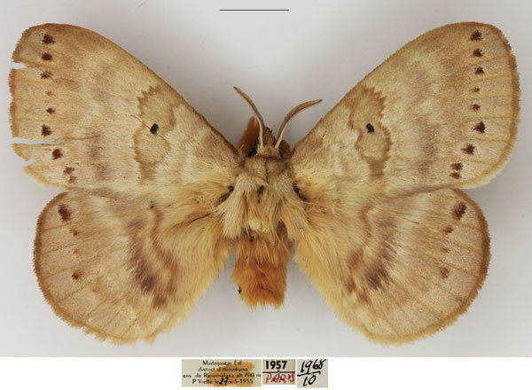 /filer/webapps/moths/media/images/G/goliath_Closterothrix_AM_NHMUK_01.jpg