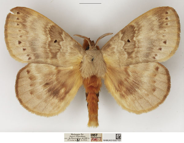 /filer/webapps/moths/media/images/G/goliath_Closterothrix_AM_NHMUK_02.jpg