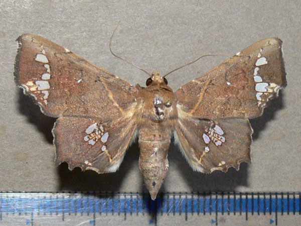 /filer/webapps/moths/media/images/G/gomphiona_Episparis_A_Goff_01.jpg