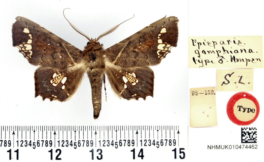 /filer/webapps/moths/media/images/G/gomphiona_Episparis_HT_BMNH.jpg