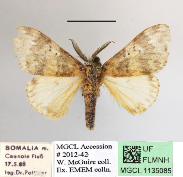 /filer/webapps/moths/media/images/G/gondona_Polymona_A_MGCLa_01.JPG
