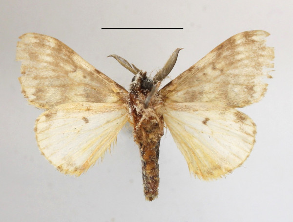 /filer/webapps/moths/media/images/G/gondona_Polymona_A_MGCLb_01.JPG