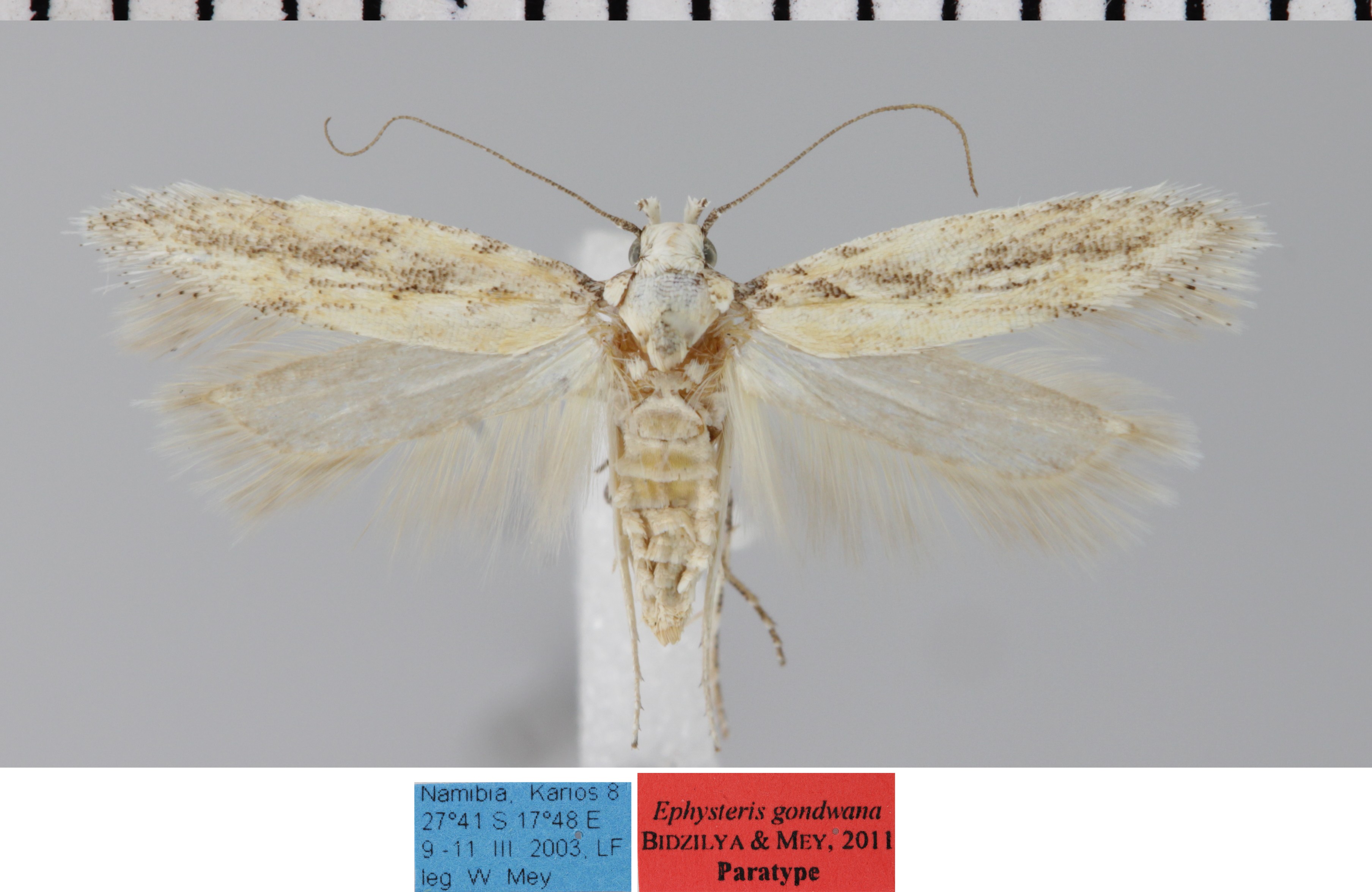 /filer/webapps/moths/media/images/G/gondwana_Ephysteris_FPT_MfN.jpg