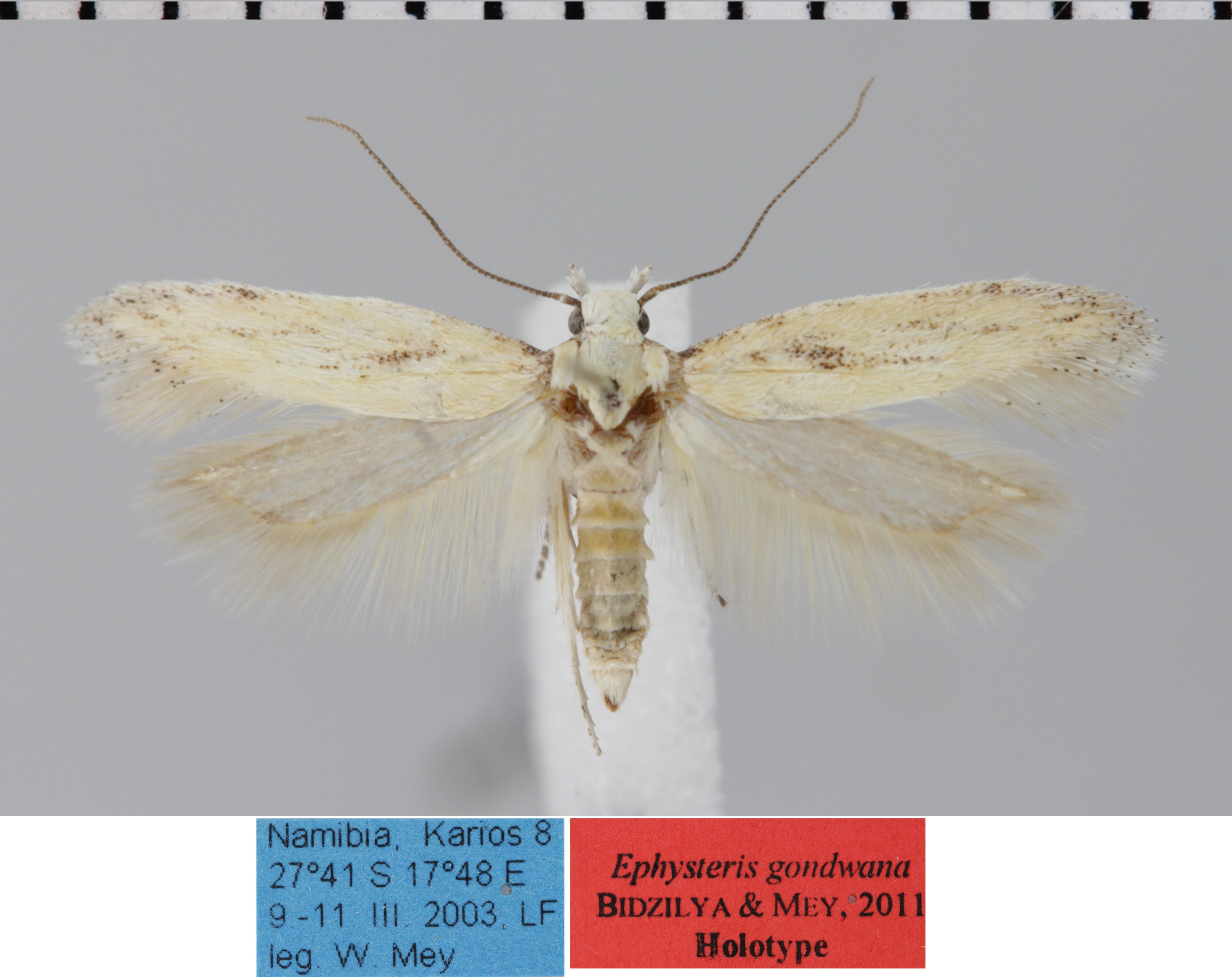 /filer/webapps/moths/media/images/G/gondwana_Ephysteris_MHT_MfN.jpg