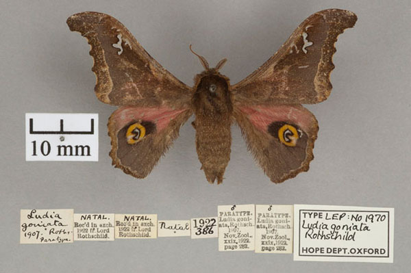 /filer/webapps/moths/media/images/G/goniata_Ludia_ST_OUMNH_01.jpg