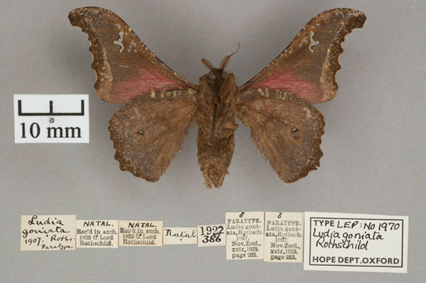 /filer/webapps/moths/media/images/G/goniata_Ludia_ST_OUMNH_02.jpg