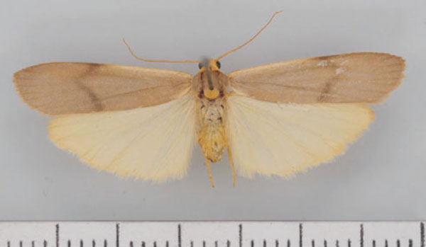 /filer/webapps/moths/media/images/G/goniogramma_Campteropsis_AF_TMSA.jpg