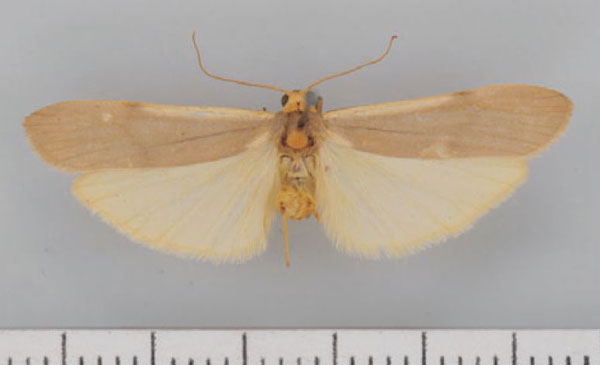 /filer/webapps/moths/media/images/G/goniogramma_Campteropsis_AM_TMSA.jpg