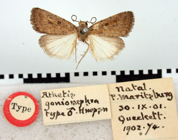 /filer/webapps/moths/media/images/G/gonionephra_Athetis_HT_BMNH.jpg